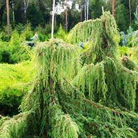 Можжевельник обыкновенный Hortsmann Pendula, Juniperus communis Hortsmann Pendula, Можжевельник обыкновенный Хортсман Пендула