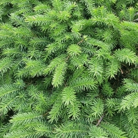 Ель сербская Karel, Picea omorica Karel, Ель сербская Карел