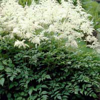 Астильба Arendsii Brautschleier, Astilbe Arendsii Brautschleier, Астильба Арендса Браутшлеер