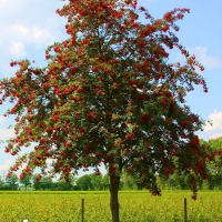 Рябина обыкновенная Edulis, Sorbus aucuparia Edulis, Рябина обыкновенная Эдулис