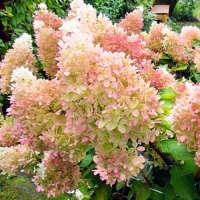 Гортензия метельчатая Diamantino, Hydrangea paniculata Diamantino, Гортензия метельчатая Диамантино